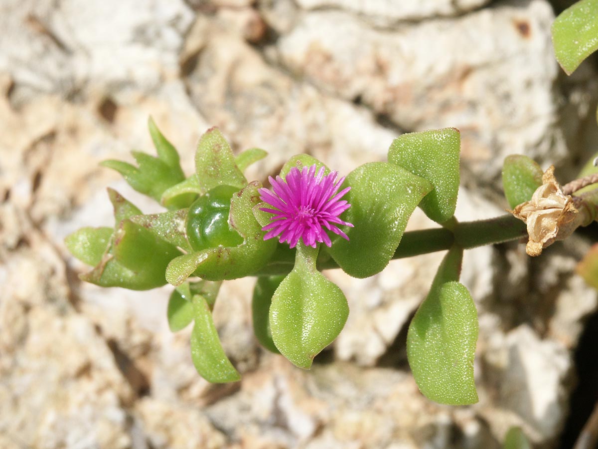 Blüte und Kapsel